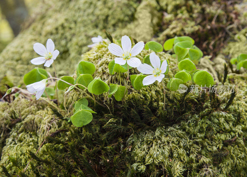 Wood Sorrel - Oxalis acetosella